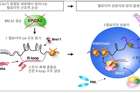 BRCA2 암억제인자의 결손으로 텔로미어 복제 중에 G4 구조의 역동성 손실, 그에 따른 텔로미어 상분리 형성