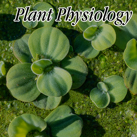 Phytohormonal regulation determines the organization pattern of shoot aerenchyma in greater duckweed (<i>Spirodela polyrhiza</i>)