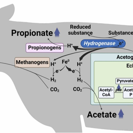 Metabolic-methane mitigation by combination of probiotic <i>Escherichia coli</i> strain Nissle 1917 and biochar in rumen fluid <i>in vitro</i> fermentation of dairy cow