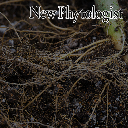 Evolution of the root epidermal patterning