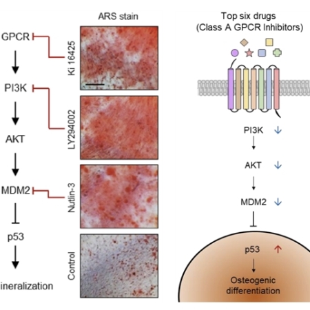 Targeting class A GPCRs for hard tissue regeneration