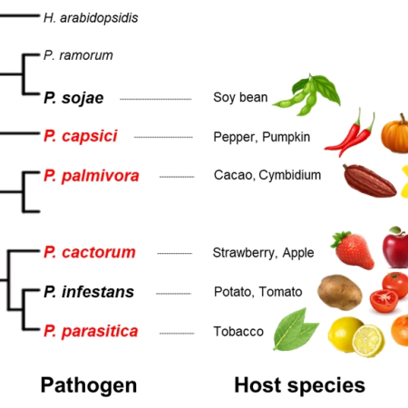 Conserved effector families render <i>Phytophthora</i> species vulnerable to recognition by NLR receptors in nonhost plants