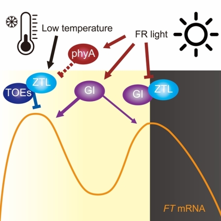 Low temperature-mediated repression and far-red light-mediated induction determine morning <i>FLOWERING LOCUS T</i> expression levels