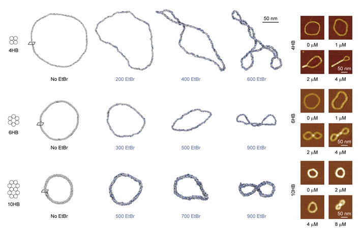 Figure 2. Prediction and Experiment of DNA Ring Structure Supercoiling Phenomenon with Varying EtBr Concentrations