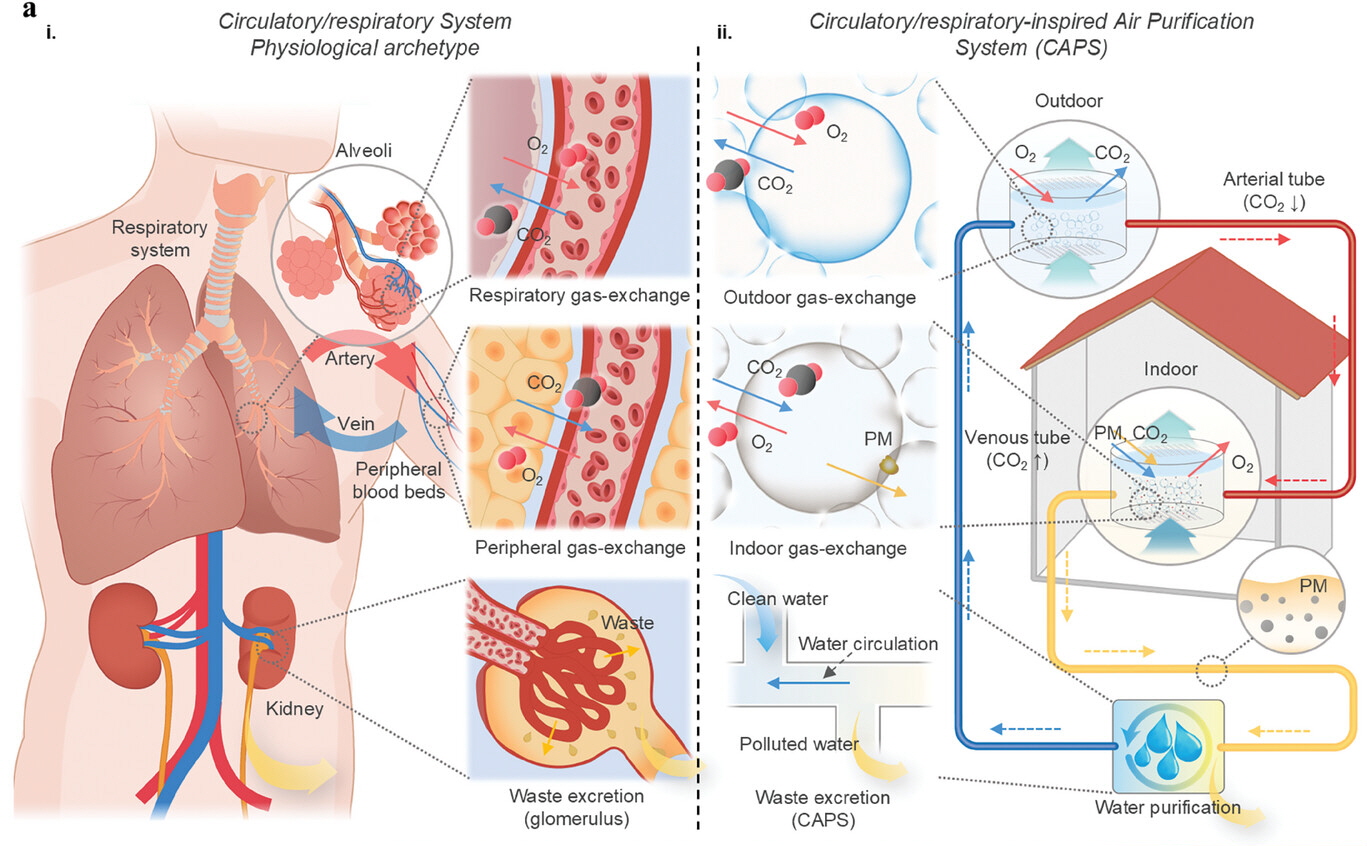 Figure 1. Conceptual configuration of an air filtration system simulating the human circulatory system/respiratory tract