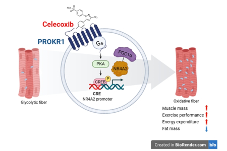 셀레콕시브의 Prokr1 활성화를 통한 산화 근섬유 형성 촉진 및 근육 기능 개선 효과
