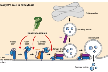 엑소시스트에 의한 세포 외 분비 조절 메커니즘의 단분자 수준 규명