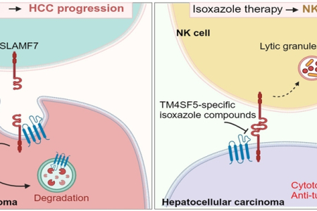 간암 상피세포와 자연살상세포의 결합을 조절하는 새로운 간암 치료제 개발