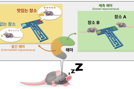 맛집 기억을 재생하는 뇌 속 해마의 정보처리 비밀을 밝히다