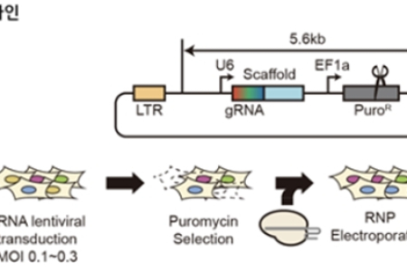 유전자 편집 과정에서 발생하는 긴 DNA 손실 발생원인 규명