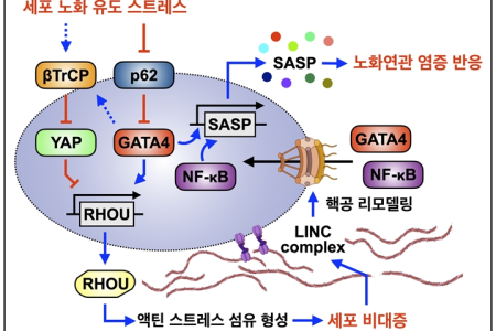 오랜 미스터리였던 좀비 세포 거대화의 비밀, 노화연관 염증 반응의 새로운 조절 기전 제시!