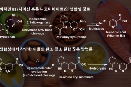 생합성 모사한‘열린’비타민 B3 합성법 개발