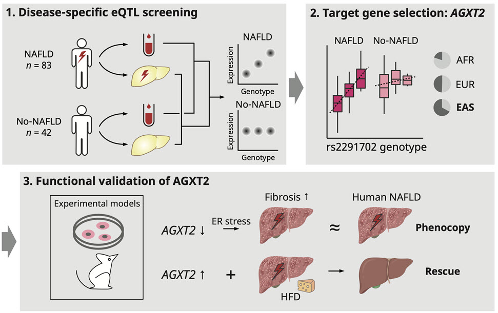 그림: 1. 이번 연구에서 개발된 지방간질환 특이적 eQTL 탐색 알고리즘. 2. AGXT2 유전자의 발현 차이와 이를 조절하는 유전변이. 3. AGXT2 유전자의 지방간질환 유발 기능성 탐색 결과