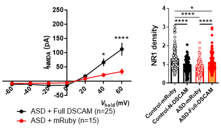 (왼쪽) 환자 유래 신경세포에 정상적인 <i>DSCAM</i>을 발현시켜, NMDA 수용체 매개 전류를 측정함으로써, NMDA 수용체의 기능이 회복됨을 확인하였다.<br>(오른쪽) 왼쪽 그림과 동일한 조건에서 NMDA 수용체 구성단백질인 NR1의 발현을 정량적으로 분석하였고, 발현 양도 정상 수치로 회복됨을 확인하였다. (빨간색 테두리로 표시된 두 그룹 비교)