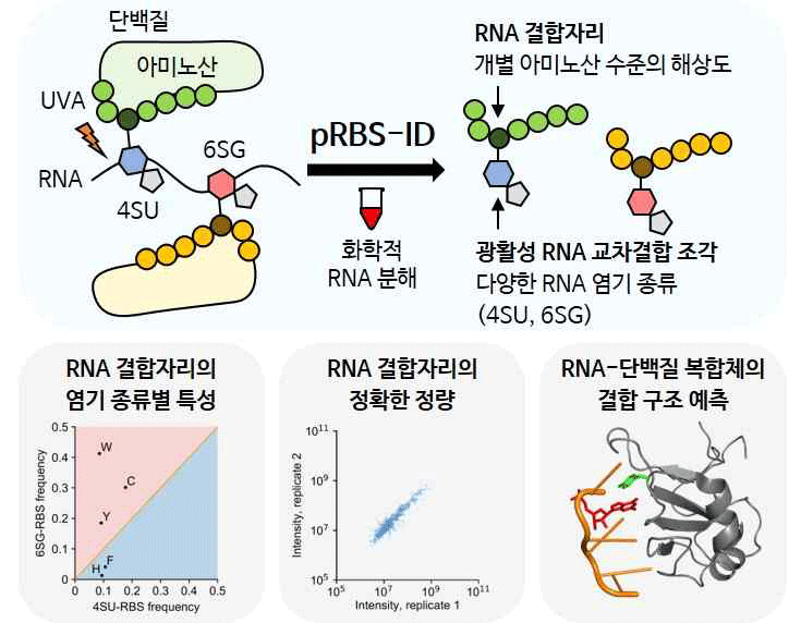 그림 1. 광활성 RNA를 이용한 pRBS-ID 연구 결과 모식도.