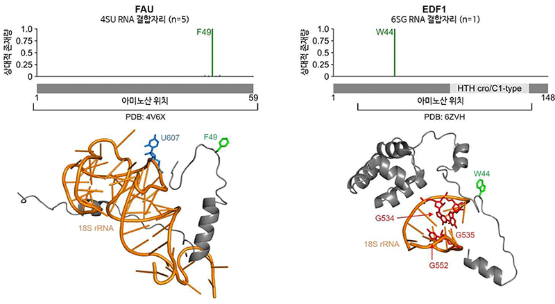 그림 3. pRBS-ID를 이용한 구조가 불안정한 단백질 부위의 RNA 결합자리 동정.