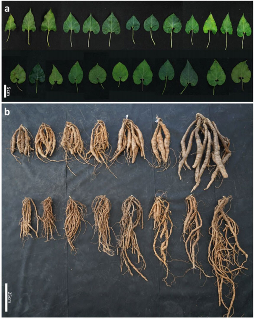 백수오 유전자원들의 형태적인 다양성. a: 1년간 동일 환경에서 재배된 백수오 잎의 다양한 형태들, b: 1년간 동일 환경에서 재배된 백수오 뿌리의 다양한 형태