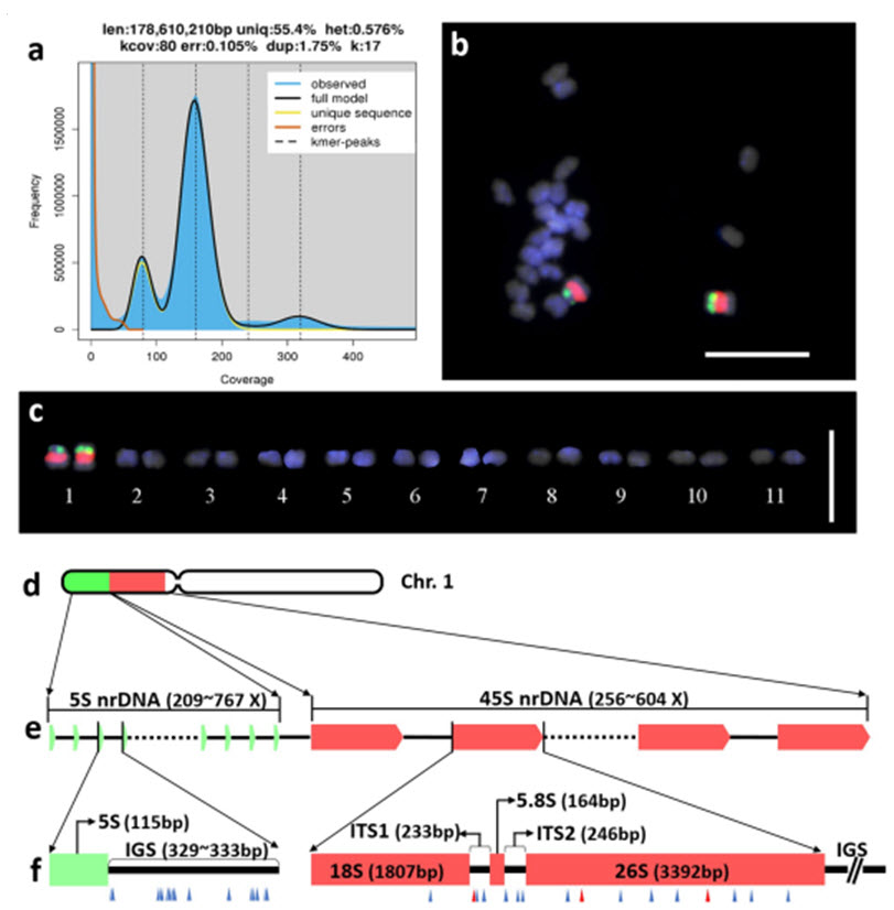 백수오의 게놈 크기와 염색체의 구조. a:게놈의 크기를 분석하기 위한 k-mer 분석 결과. b: 백수오의 핵형 분석을 위한 Fluorescence in situ hybridization (FISH) 분석 결과. c: 11쌍의 백수오 염색체, d,e,f: 45S, 5S 리보솜 유전자지역의 구조 모식도.