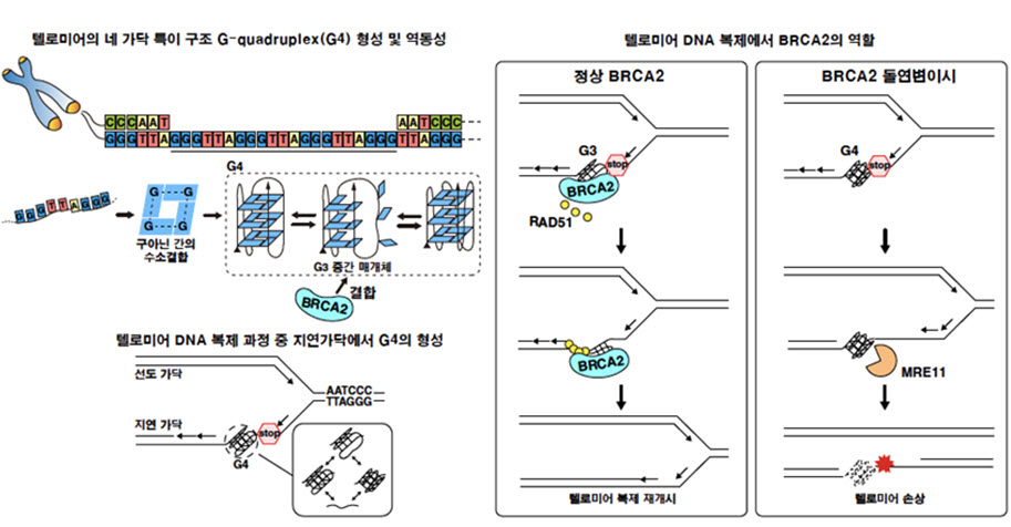 좌)텔로미어의 네 가닥 특이 구조 G-quadruplex(G4) 형성 및 역동성, 우)텔로미어 DNA 복제에서 BRCA2의 역할