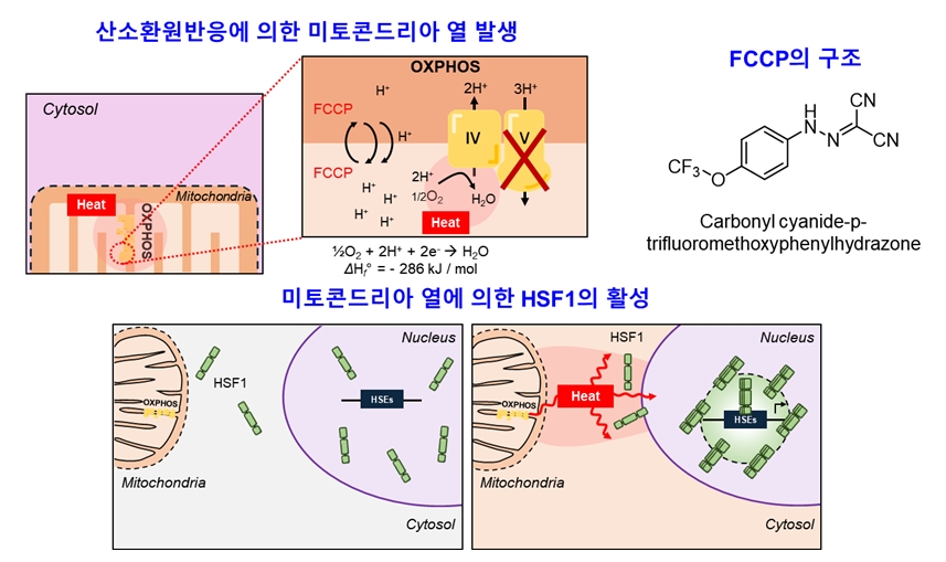 그림 1. 미토콘드리아 짝풀림제인 FCCP에 의해 발생한 열이 세포핵 안에서 HSF1을 활성화하는 모식도.