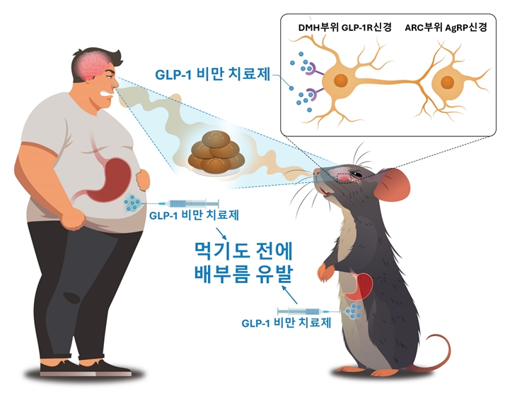 GLP-1RA (GLP-1 비만 치료제) 는 쥐와 사람 모두에서 음식을 먹기도 전에 인지하는 것만으로 배부름을 느끼도록 하는 현상을 유발한다. 이 인지적 배부름 현상을 뇌 시상하부의 DMH GLP-1R 신경회로가 담당한다는 사실을 규명하였다.