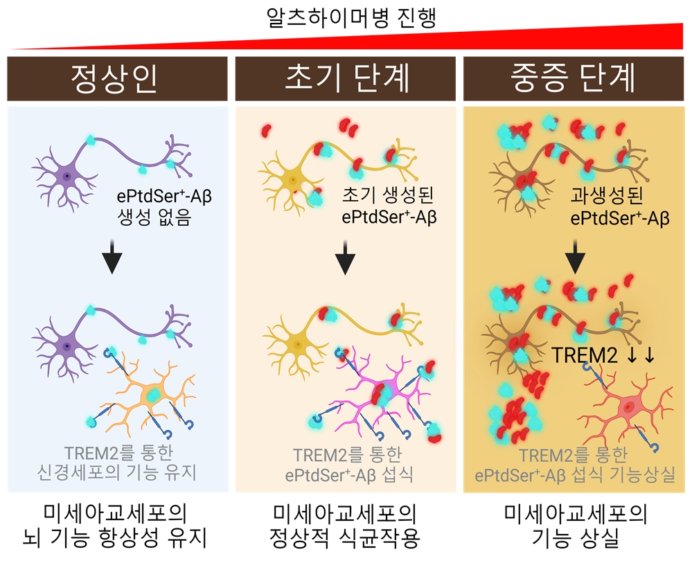 알츠하이머병 진행 중 TREM2 의존성 미세아교세포의 식균작용