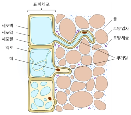 그림 1. 뿌리와 뿌리털. 물 위에서 싹튼 숲개밀. 솜털처럼 자라난 뿌리털이 뿌리를 덮고 있다.