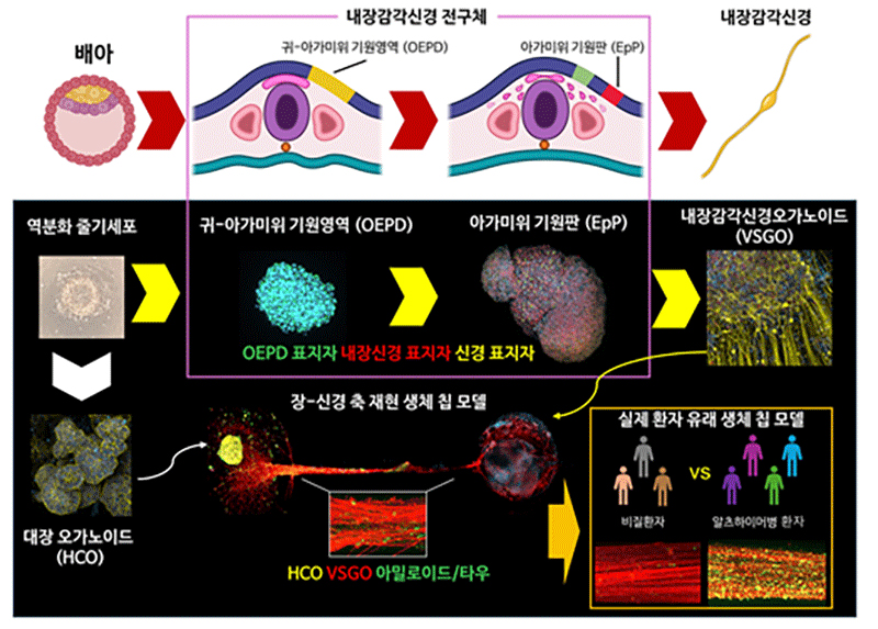 그림. 연구의 개요에 대한 설명. 역분화 줄기세포에서 기존 발생학 기전을 따라 내장감각신경오가노이드 (VSGO)를 유도하고, 이를 통해 장-신경 축 재현 생체 칩 모델을 구축하였다. 구축한 모델에 대장 오가노이드 측에 아밀로이드 또는 타우 단백을 처리하였을 때, VSGO의 신경 섬유를 따라 아밀로이드/타우가 전파되는 것을 확인하였으며, 실제 환자 유래 역분화 줄기세포 기반 칩 모델에서, 비질환자 (정상인)보다 알츠하이머병 환자 세포 기원 모델이 더욱 많은 아밀로이드/타우가 전파됨을 보여주었다.