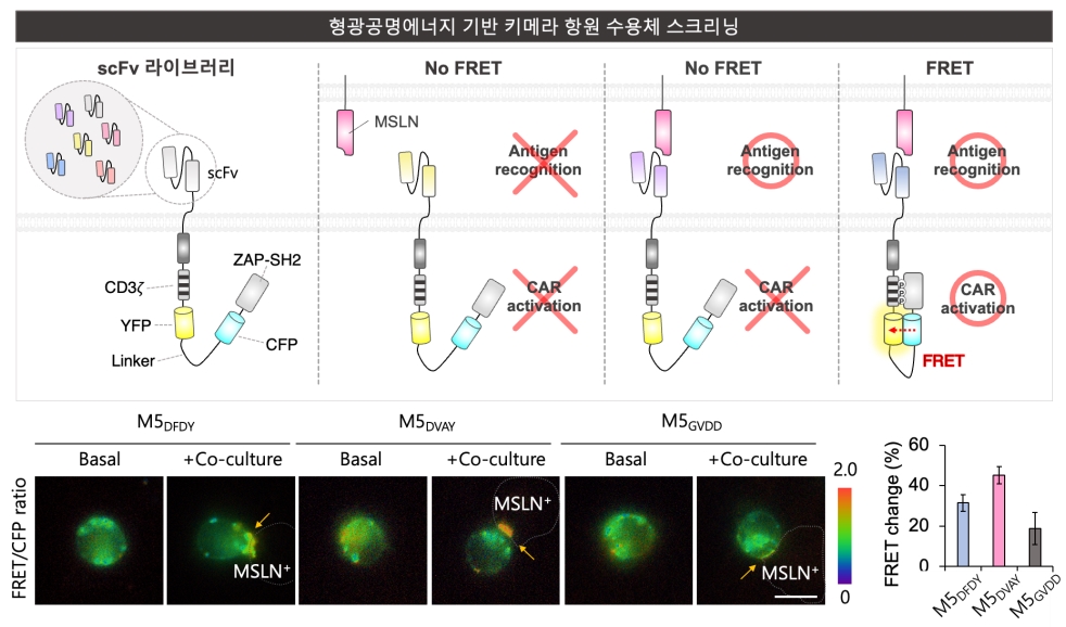 위: 형광공명에너지 기반 키메라 항원 수용체 바이오센서를 통한 스크리닝 과정의 모식도,  아래: 실제 암세포와 공배양 후 다양한 키메라 항원 수용체의 활성화 정도를 라이브 FRET 신호를 통해 모니터링한 예시