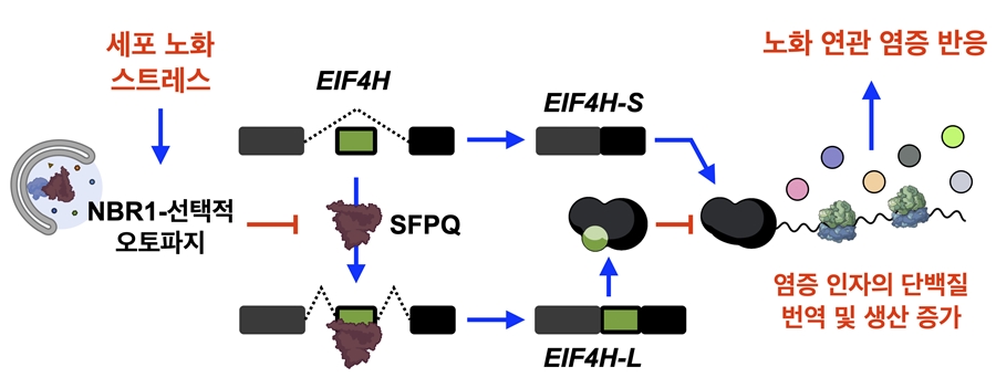 오토파지 매개 RNA 스플라이싱 조절에 의한 새로운 노화 연관 염증 반응 조절 기전: 세포 노화를 유도하는 다양한 스트레스는 오토파지 수용체 NRB1 매개 선택적 오토파지를 촉진하여, 스플라이싱 조절 인자 SFPQ의 분해를 유도한다. 해당 변화는 단백질 번역 개시 인자 중 하나인 EIF4H의 스플라이싱 변화를 일으켜 세포 노화 특이적 isoform인 EIF4H-S의 양을 증가시킨다. EIF4H-S는 일반 isoform인 EIF4H-L과 경쟁하며 여러 염증 인자의 특이적 단백질 번역 및 생산을 증가하여 노화 연관 염증 반응을 일으킨다.