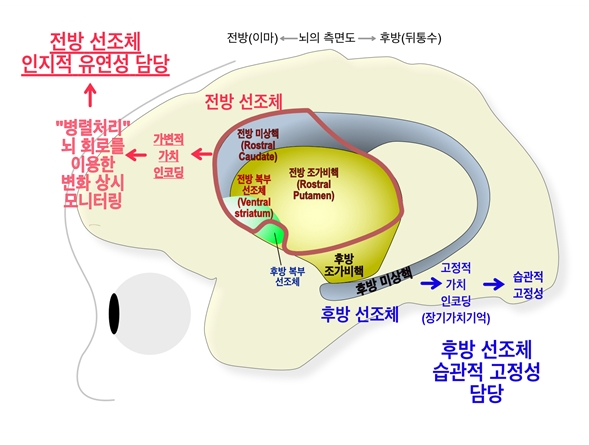 (그림 1) 인지적 유연성을 선택적으로 병렬 처리하는 뇌 심부 회로 규명: