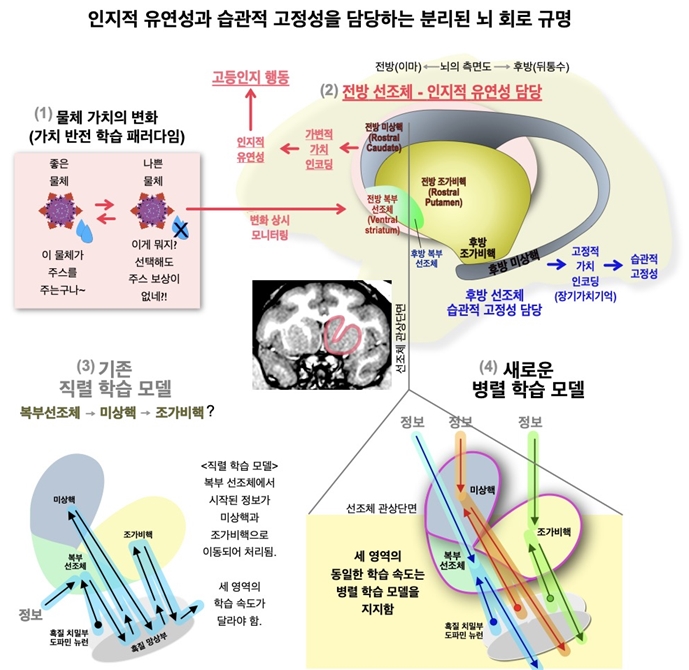 (그림 2 – 상세 그림) 인지적 유연성을 선택적으로 처리하는 뇌 심부 회로 규명: