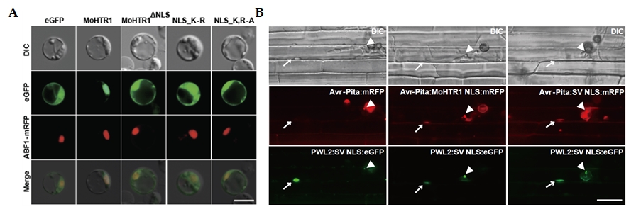 (A) MoHTR1의 핵 표적 서열 치환에 따른 기주식물 원형질체 내에서 위치 변화 관찰. (B) MoHTR1 핵 표적 서열에 의한 벼 도열병균 세포질 이펙터의 위치 변화 관찰. 화살표로 표시된 부분이 식물의 핵, 화살촉으로 표시된 부분이 이펙터기 분비되는 곳