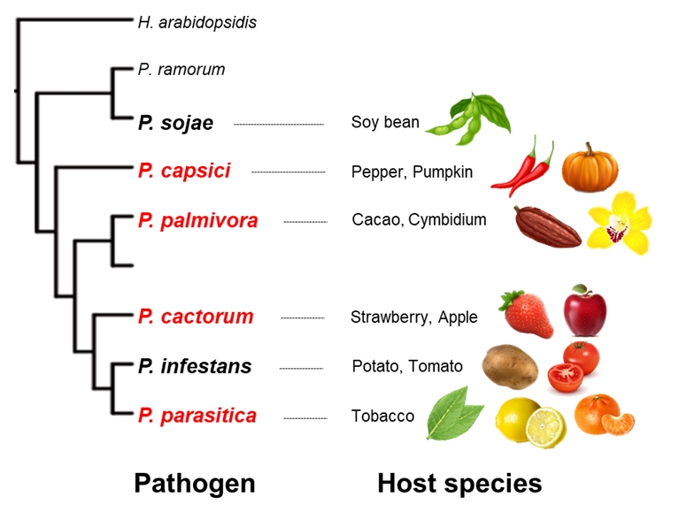 그림 1. 다양한 Phytophthora 병원균들의 진화적 관계를 나타내는 계통도(좌측)와 각 병원균에 의해 피해가 발생하는 작물들(우측)