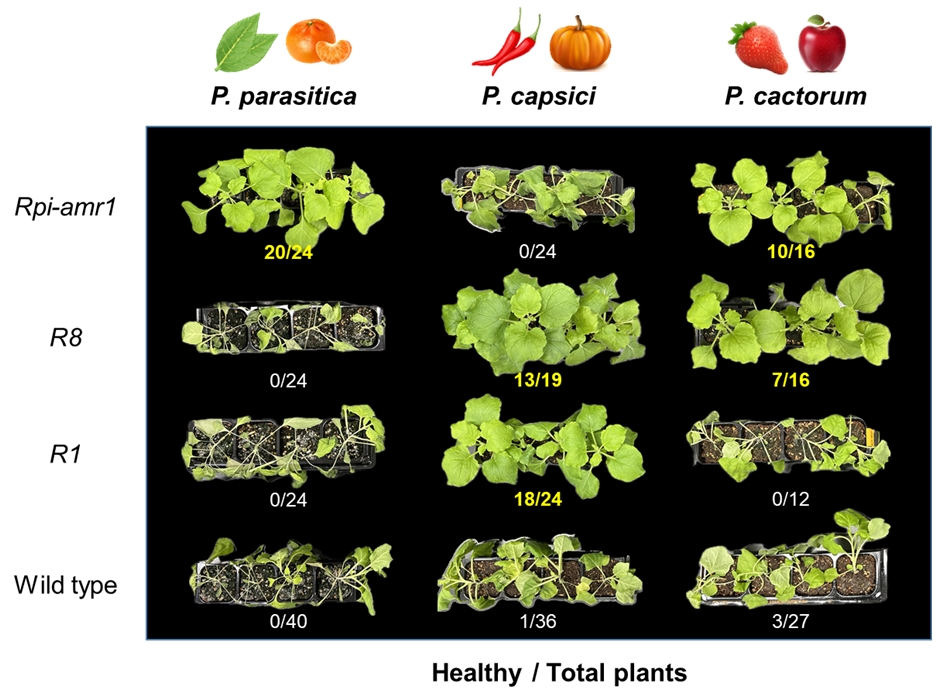 그림 2. 감자역병균 저항성 유전자를 발현하는 형질전환체(R1, R8, Rpi-amr1: 야생 감자 및 까마중 유래 유전자, Wild type: 자연 상태의 식물)는 다른 다양한 Phytophthora 병원균(상단, 각 병원균이 피해를 끼치는 작물들이 그림으로 표기되어 있음)에 저항성을 매개할 수 있음