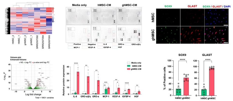 그림 1. ghMSCs의 전사체학 및 단백질 분석을 통한 특성 확립 및 차등 발현 유전자 발굴