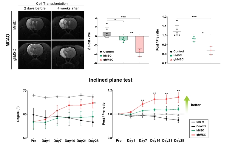 그림 4. 뇌경색 후유증 동물 모델에서 ghMSC 이식 후 뇌경색 부위 감소(위) 및 신경학적 후유증 완화(아래) 효과