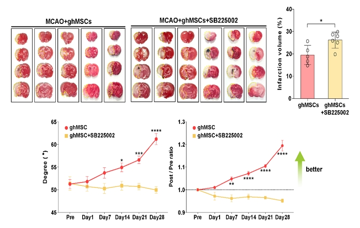 그림 5. 뇌경색 후유증 동물 모델에서 ghMSC 이식 후 신경가소성 증강 확인 및 관련 기전 규명