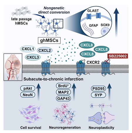그림 6. ghMSC의 CXCR2 신호 활성화를 통한 세포 생존, 신경 재생 및 신경가소성 증강 메커니즘