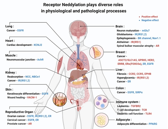 이 그림은 다양한 생리적 반응에서 수용체 네딜화의 영향을 요약한 자료다