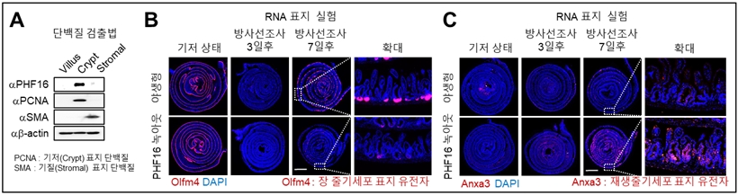〈그림 2〉A. PHF16의 단백질 수준을 장 상피세포와 기질 부분에서 확인함. B.C. 야생형 마우스와 PHF16녹아웃 마우스를 이용하여 방사선 조사 후 장 줄기세포와 재생줄기세포의 변화양상을 RNA 표지 실험으로 확인함.
