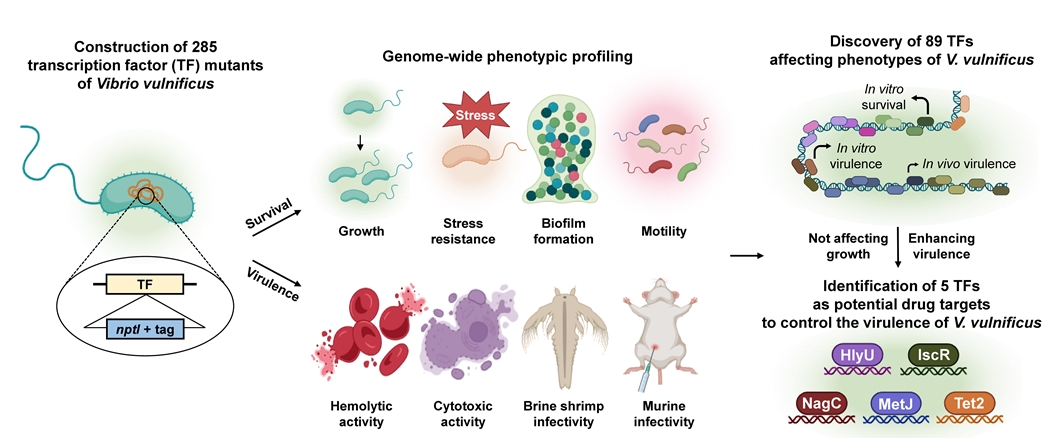 패혈증비브리오균 전사조절자 전체의 특성 분석 및 제어 타겟 발굴