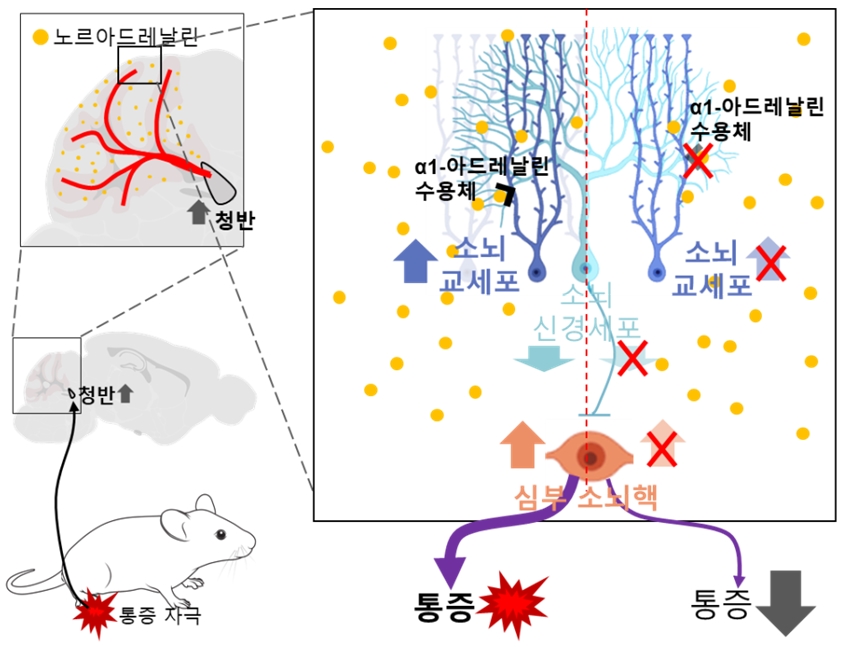 통증 자극으로 활성화된 청반은 소뇌에 노르아드레날린을 분비한다. 노르아드레날린은 α1 아드레날린 수용체를 통해 소뇌 교세포를 활성화하고 소뇌 신경세포-심부 소뇌핵 회로를 거쳐 통증 신호를 전달한다. 이 회로가 중간에 차단되면 통증이 감소한다.