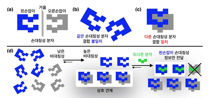 그림 1. (a) 거울상 분자의 모식도. (b) 같은 손대칭성(= 카이랄성)을 가진 분자끼리는 쉽게 결합하지 않지만, (c) 마주 보는 형태의 카이랄성 분자는 깍지 낀 형태로 잘 결합한다. (d) 거울상 카이랄 분자의 혼합물에서는 상호 견제를 통해 우세한 종(=왼손잡이 분자)이 살아남아, 증폭된 입체 화학적 정보가 또다른 분자에게 전달된다.