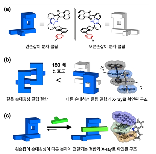 그림 2. (a) 왼손잡이 분자와 오른손잡이 분자의 화학 구조를 레고 블록 모양으로 표현했다. (b) 같은 손대칭성(= 카이랄성)을 가진 분자끼리는 쉽게 결합하지 않지만, 다른 카이랄성을 가진 분자끼리는 단단히 깍지 낀 형태로 잘 결합하는 원리를 보여주는 그림과 X-선 결정 구조. (c) 왼손잡이 분자의 카이랄성이 클립의 빈 공간에 잘 들어맞는 손님 분자에 전달되는 원리를 보여주는 그림과 X-선 결정 구조.