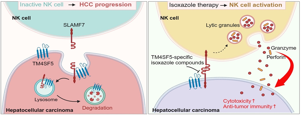 TM4SF5와 SLAMF7의 상호작용에 따른 자연살상세포의 활성 조절에 따른 간암의 발병 및 억제 모식도