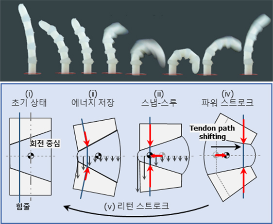 ▲ 초탄성 토크 역전 매커니즘(Hyperelastic torque reversal mechanism, HeTRM)의 구동 원리 : 탄성중합체 관절을 응축시키다 보면 임계점에서 에너지를 순간적으로 방출한다.