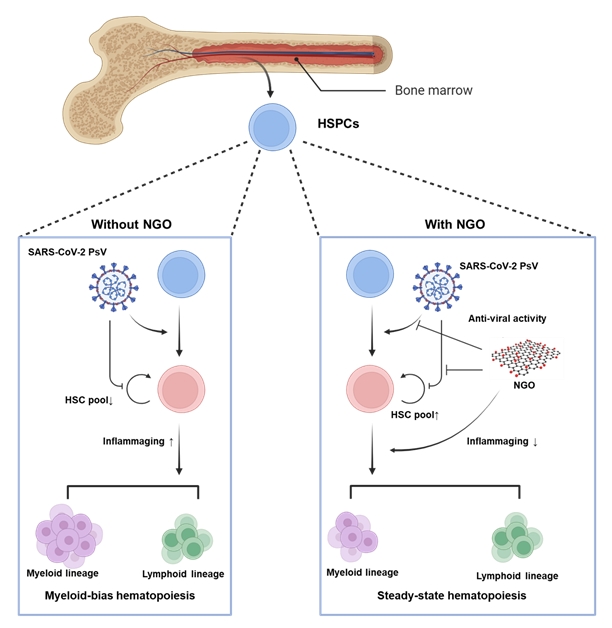 본 연구에서는 조혈모세포(HSPC)의 코로나바이러스 유사체 감염이 염증성 사이토카인 발현을 증가시키고 조혈 계통의 염증성 노화에 따른 편향된 분화를 유도함을 확인하며, 나노산화그래핀 처리를 통해 이러한 염증 반응이 억제되고 조혈 계통의 분화 균형이 회복됨을 인간화 마우스 모델에서 입증함.
