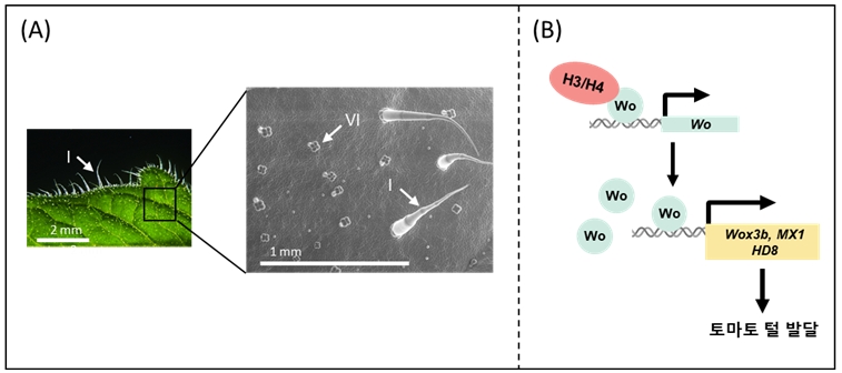 그림 1. 토마토 털의 종류 및 발달 기작.