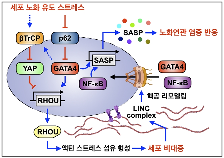 GATA4와 YAP 경쟁에 의해 조절되는 노화 세포 비대증과 노화연관 염증 반응: 세포 노화 반응 시 노화연관 분비표현형(SASP)의 조절인자 GATA4와 물리적 자극센서 YAP의 경쟁에 따라 세포골격 조절인자 RHOU의 발현이 증가한다. 이는 액틴 스트레스 섬유 형성을 촉진하고, 노화 세포 비대증을 유도한다. 궁극적으로 이러한 변화는 핵공의 리모델링을 유도하여, 노화연관 분비표현형 주 조절인자인 GATA4와 NF-kB의 핵 내 유입을 증가시켜 노화연관 염증 인자의 발현을 촉진하고 노화 및 노화연관 질환의 원인으로 작용한다.